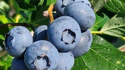 Ripe blueberries growing on a leafy branch